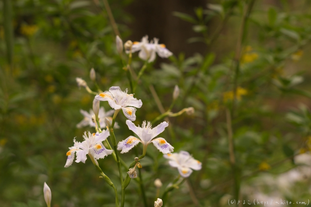 シャガの花 - 13