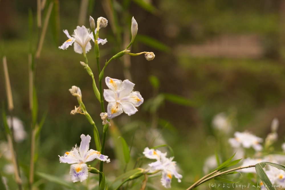 シャガの花 - 14
