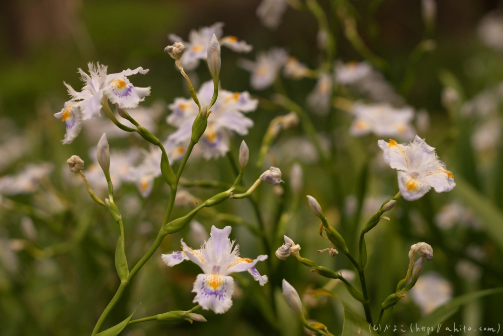 シャガの花 - 15