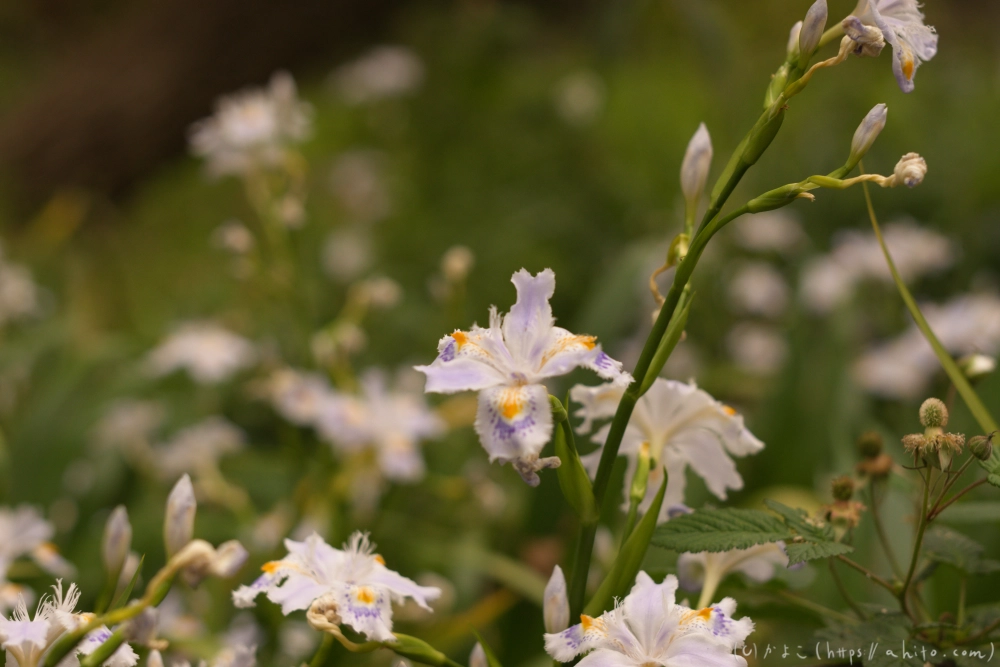 シャガの花 - 16