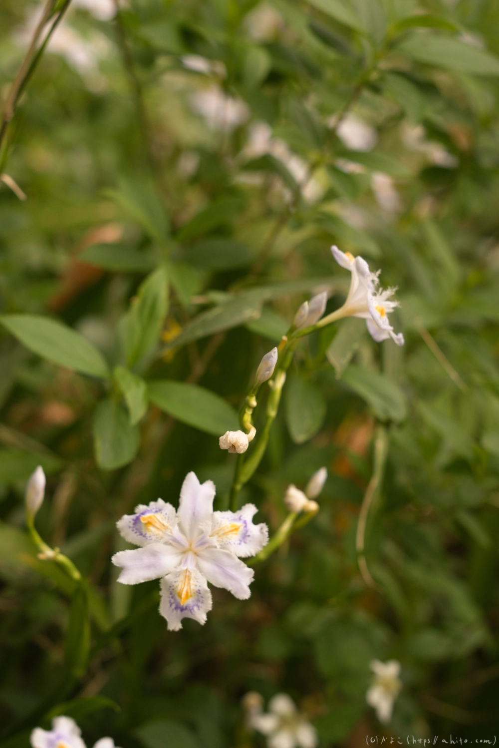 シャガの花 - 17
