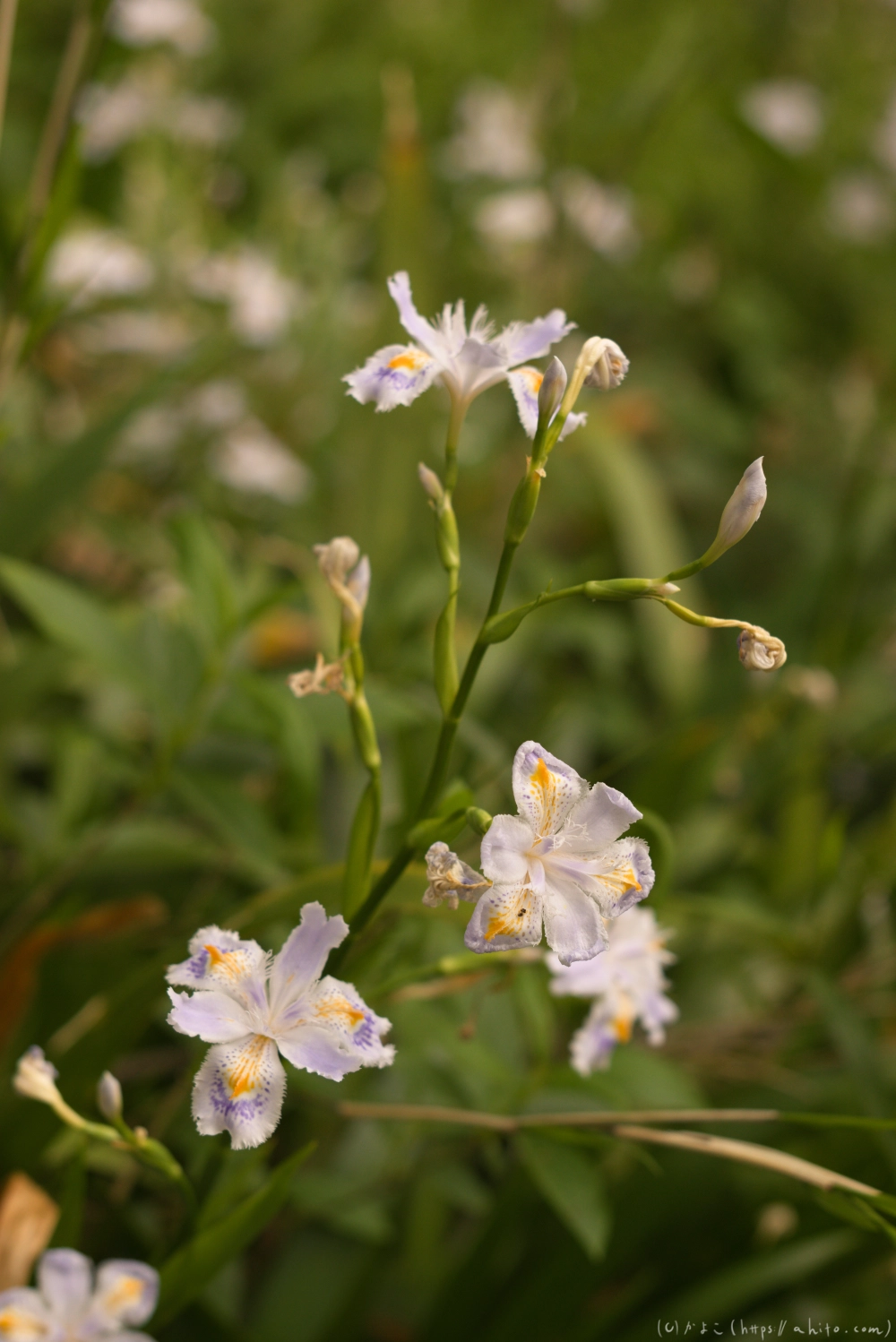 シャガの花 - 18