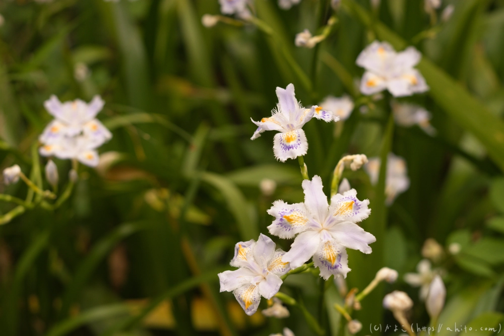 シャガの花 - 19