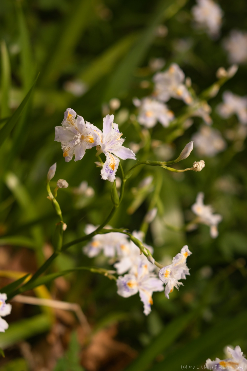 シャガの花 - 20