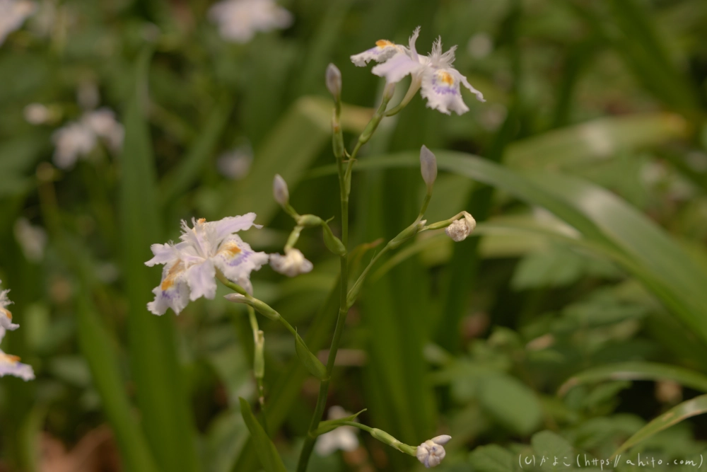 シャガの花 - 21