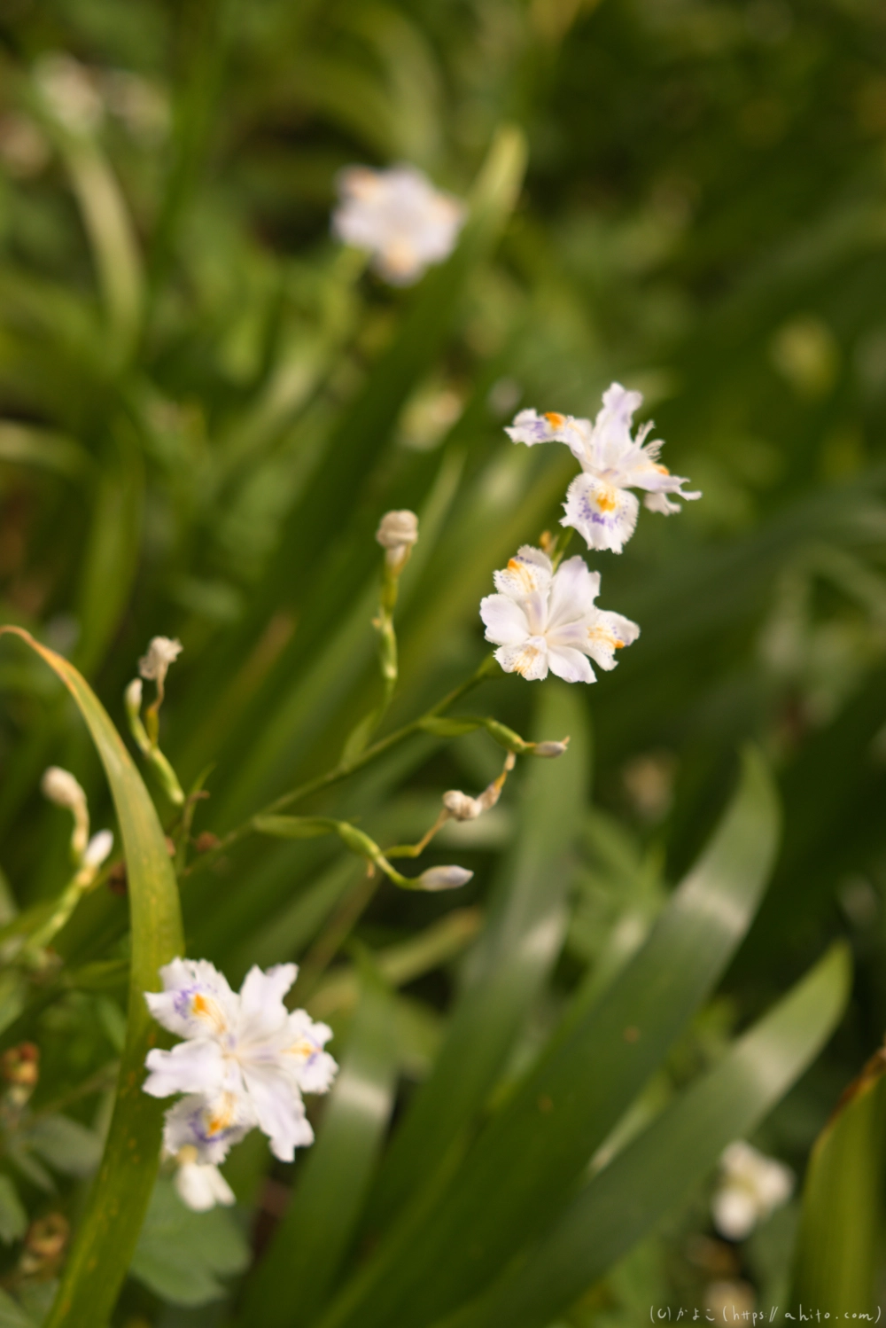 シャガの花 - 22
