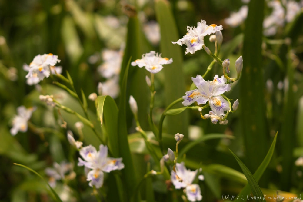 シャガの花 - 23