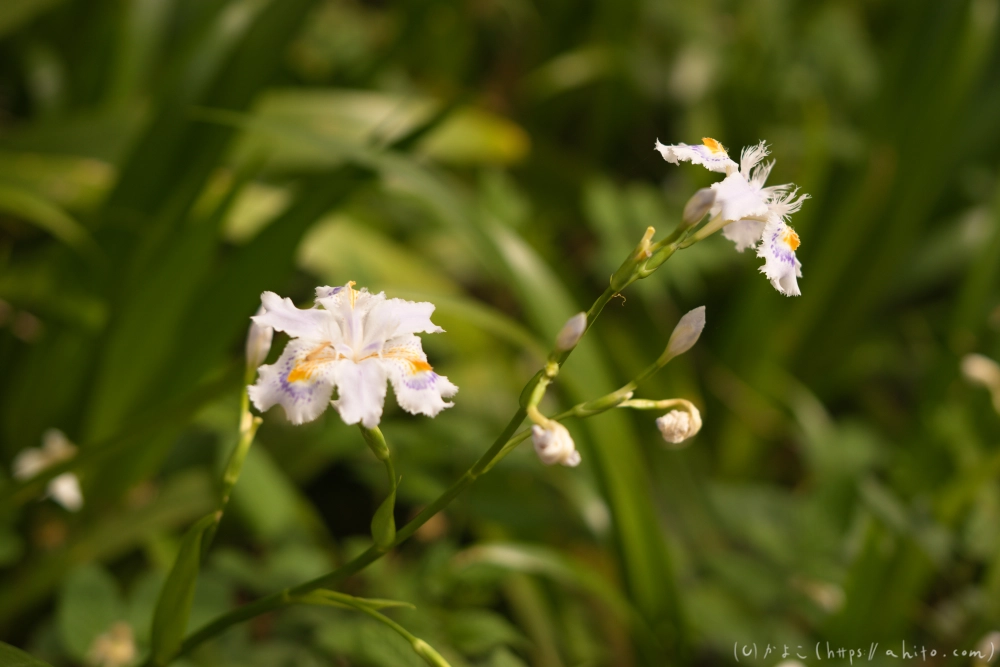 シャガの花 - 24