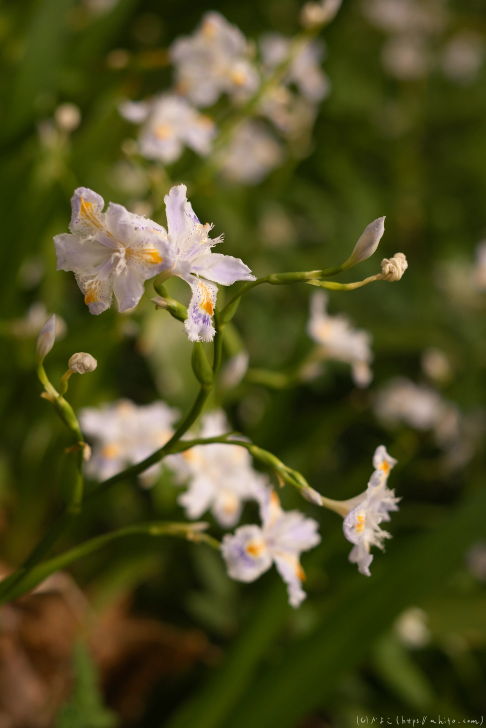 シャガの花 - 25