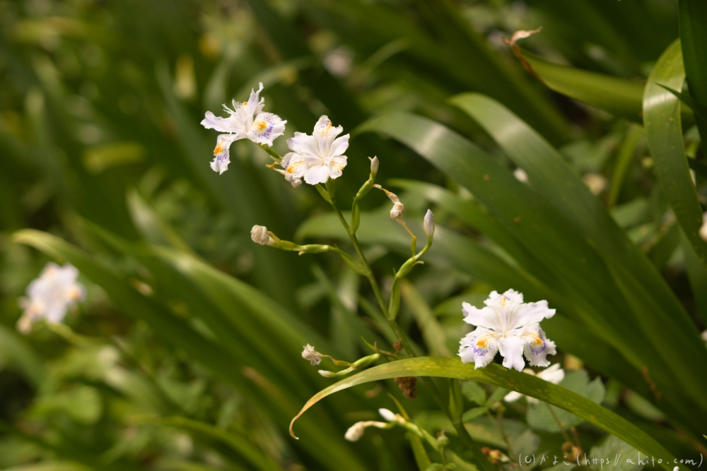 シャガの花 - 26