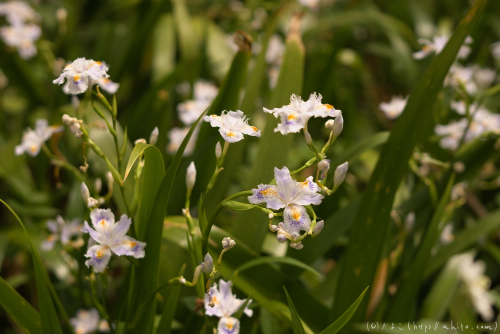 シャガの花 - 27