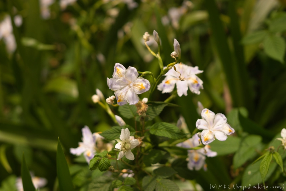 シャガの花 - 28