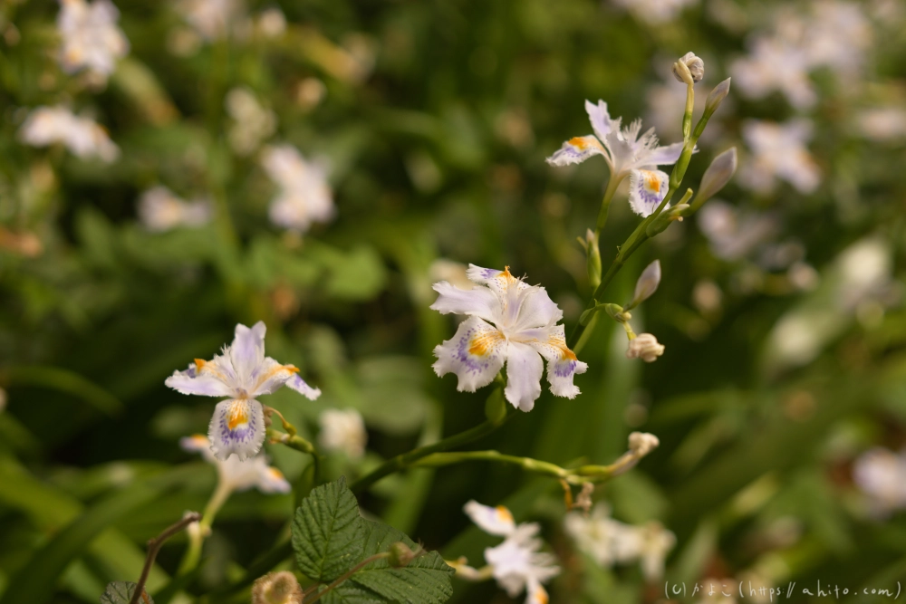 シャガの花 - 29