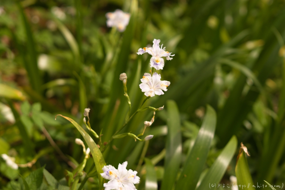 シャガの花 - 30