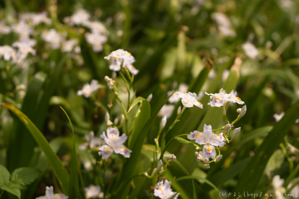 シャガの花 - 31