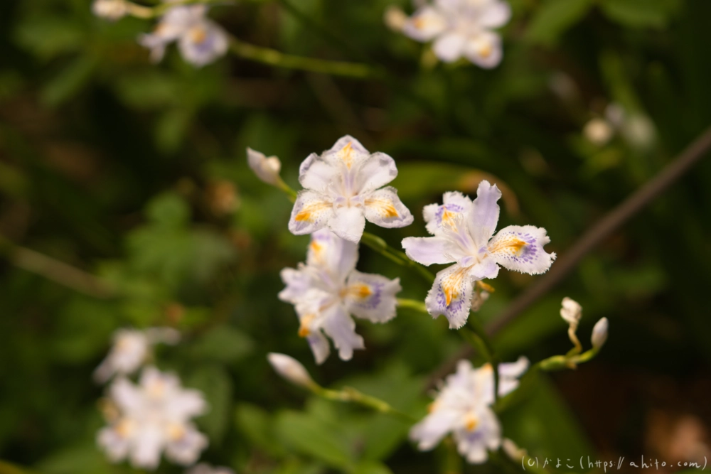 シャガの花 - 32