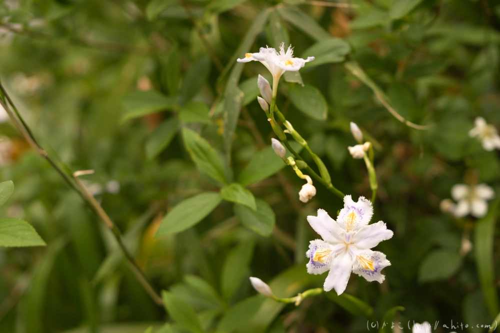 シャガの花 - 33