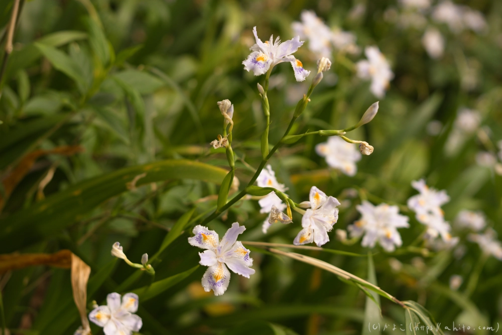 シャガの花 - 34