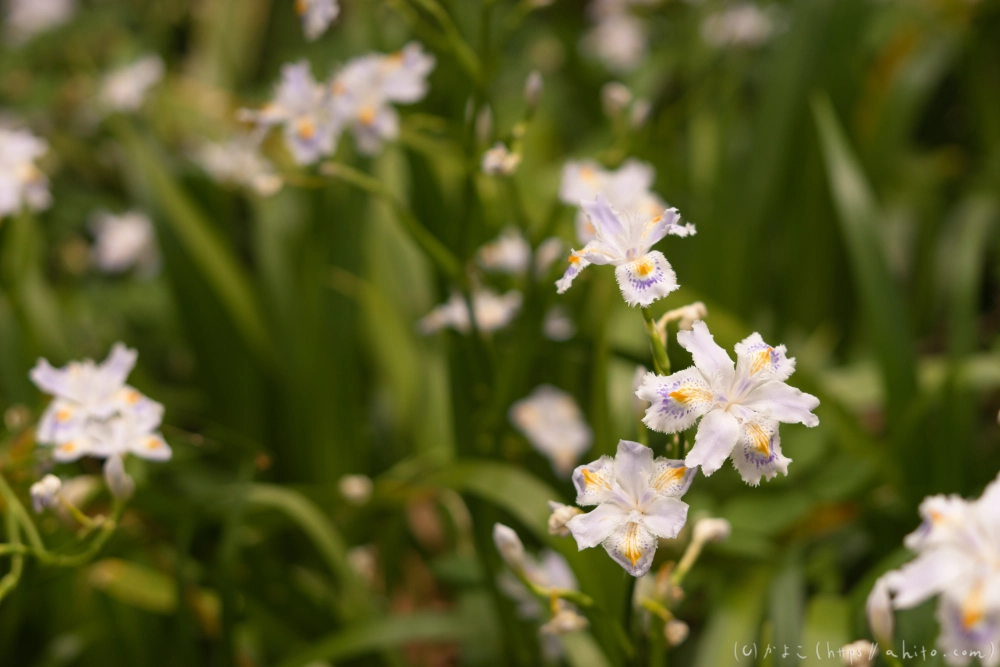 シャガの花 - 35