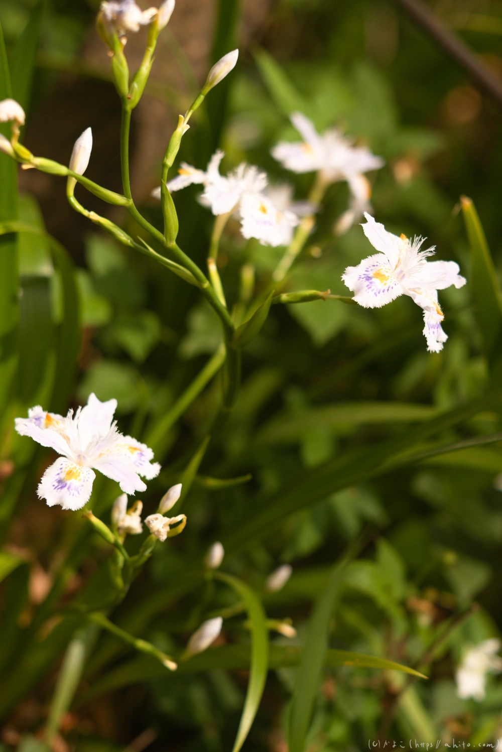 シャガの花 - 36