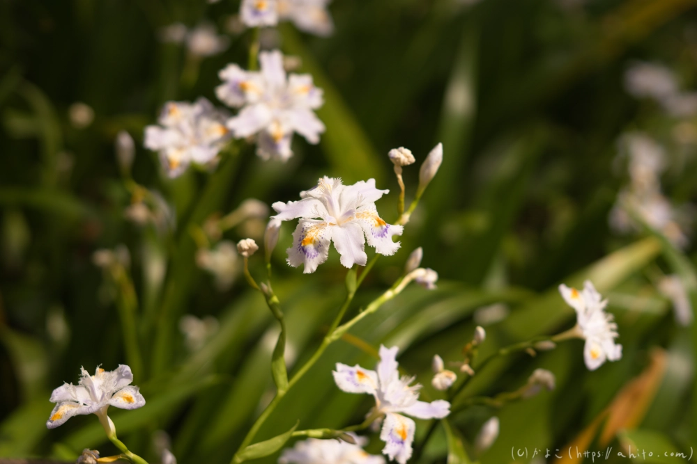 シャガの花 - 37