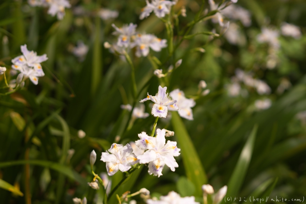 シャガの花 - 38