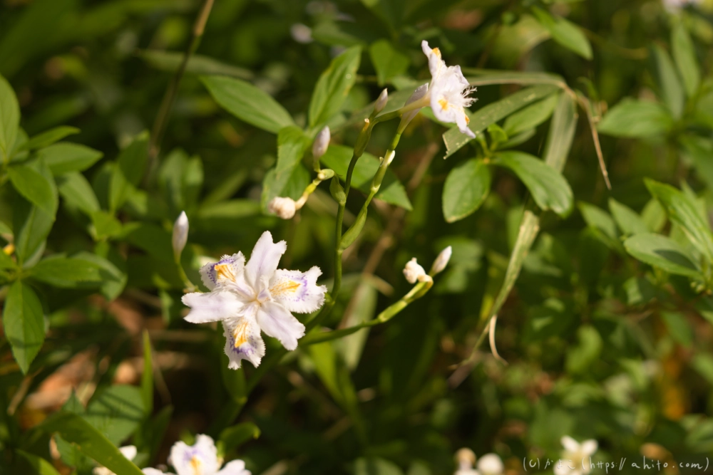 シャガの花 - 39