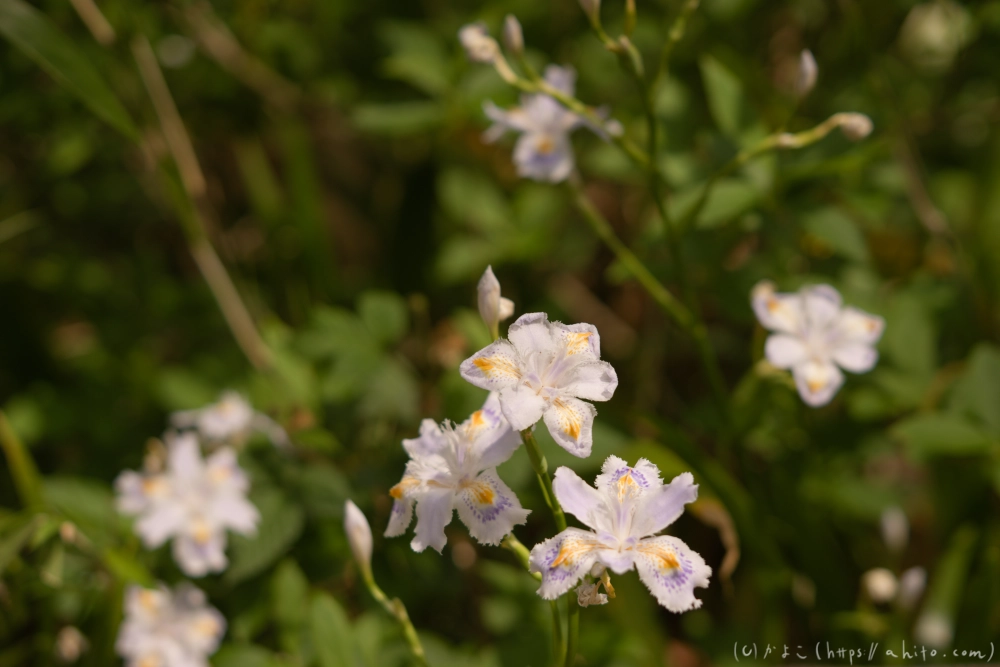 シャガの花 - 40