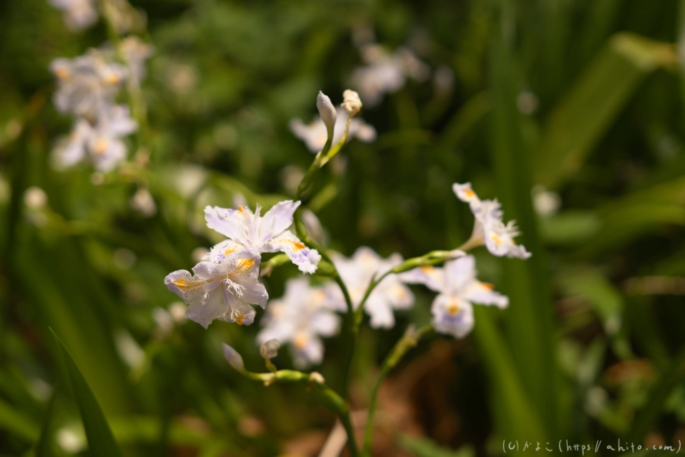 シャガの花 - 41