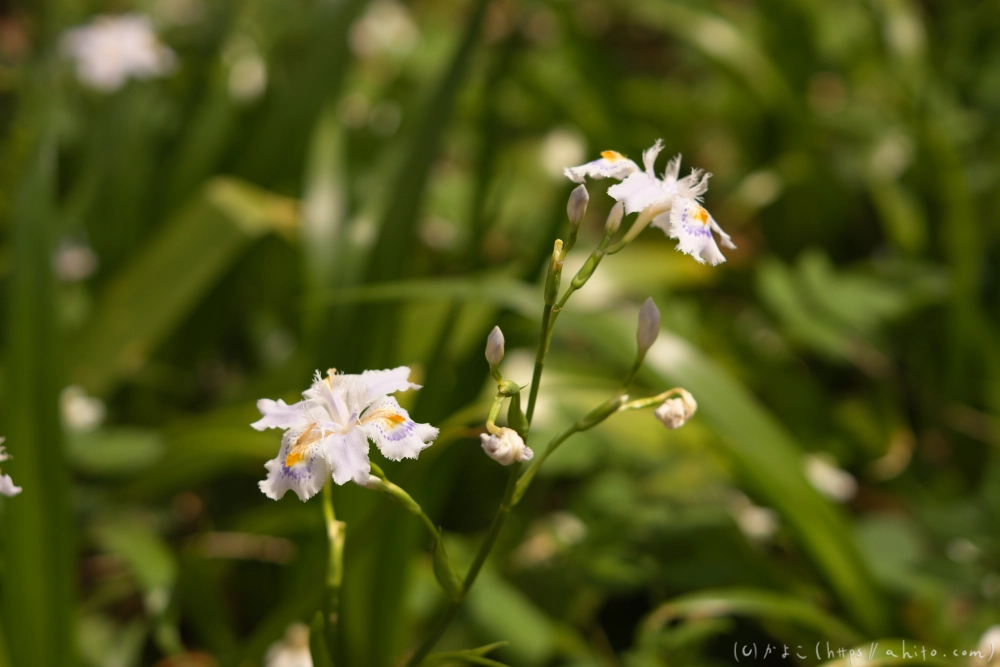 シャガの花 - 42
