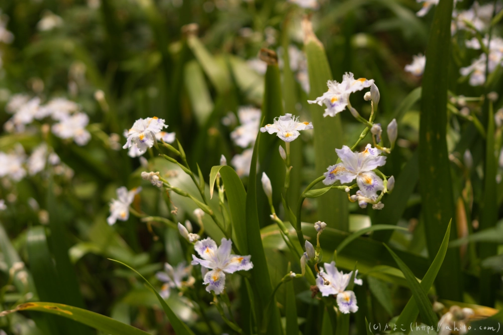 シャガの花 - 43