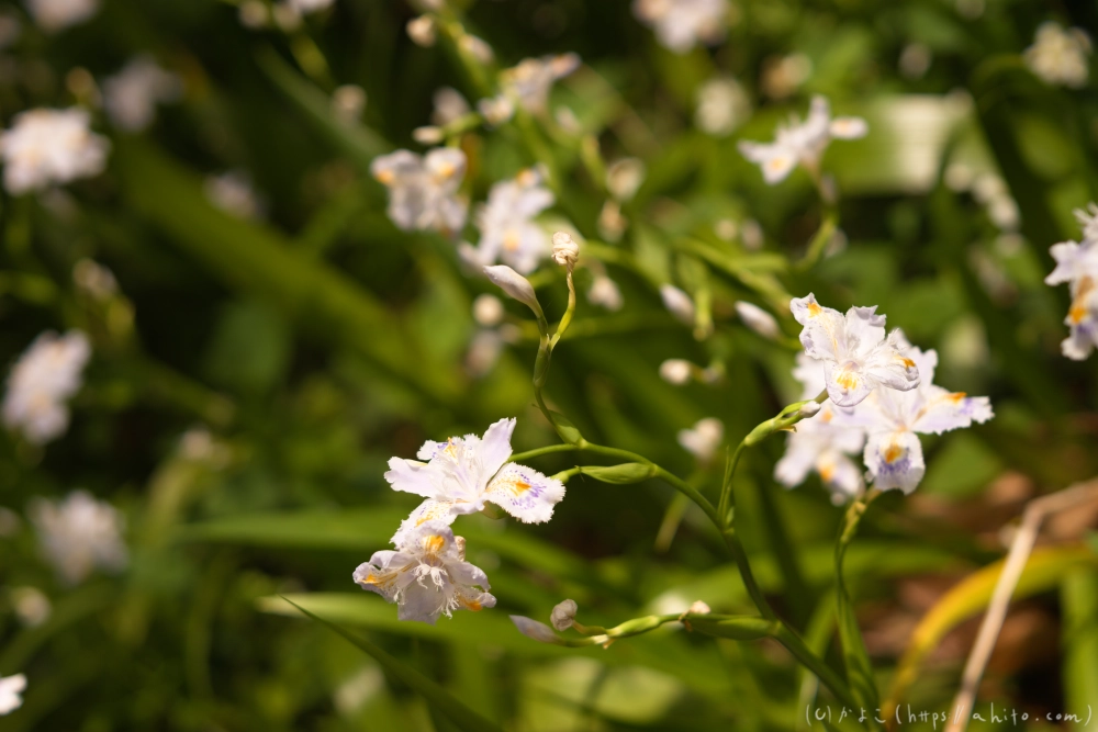 シャガの花 - 44