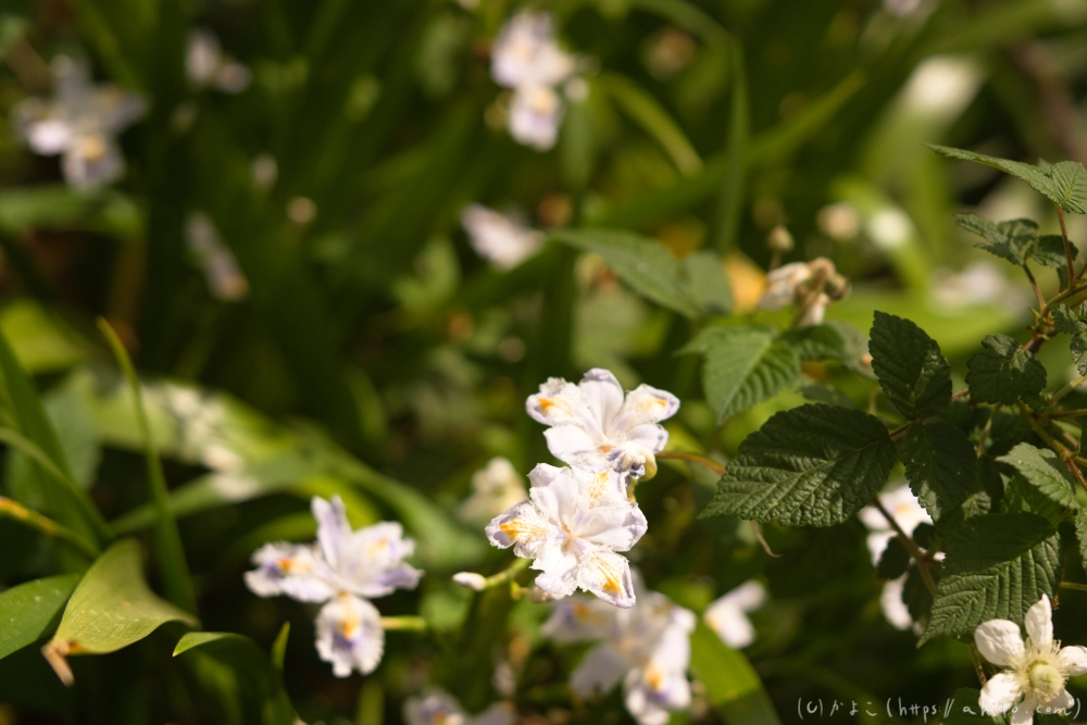 シャガの花 - 45