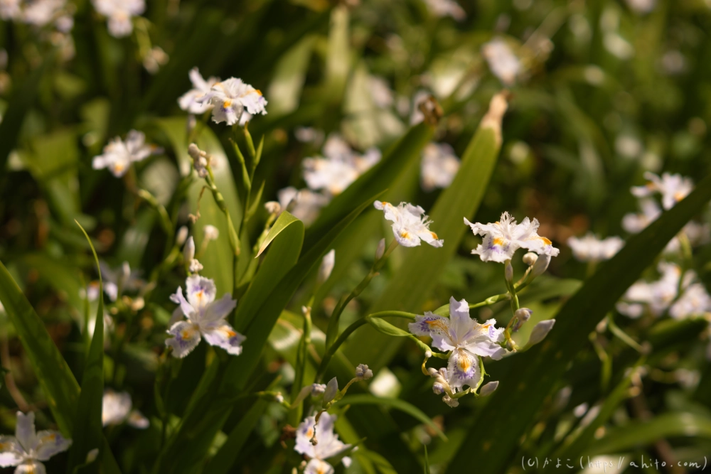 シャガの花 - 46