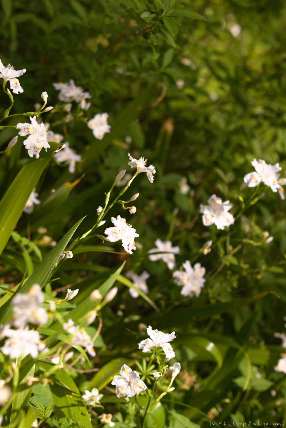 シャガの花 - 47