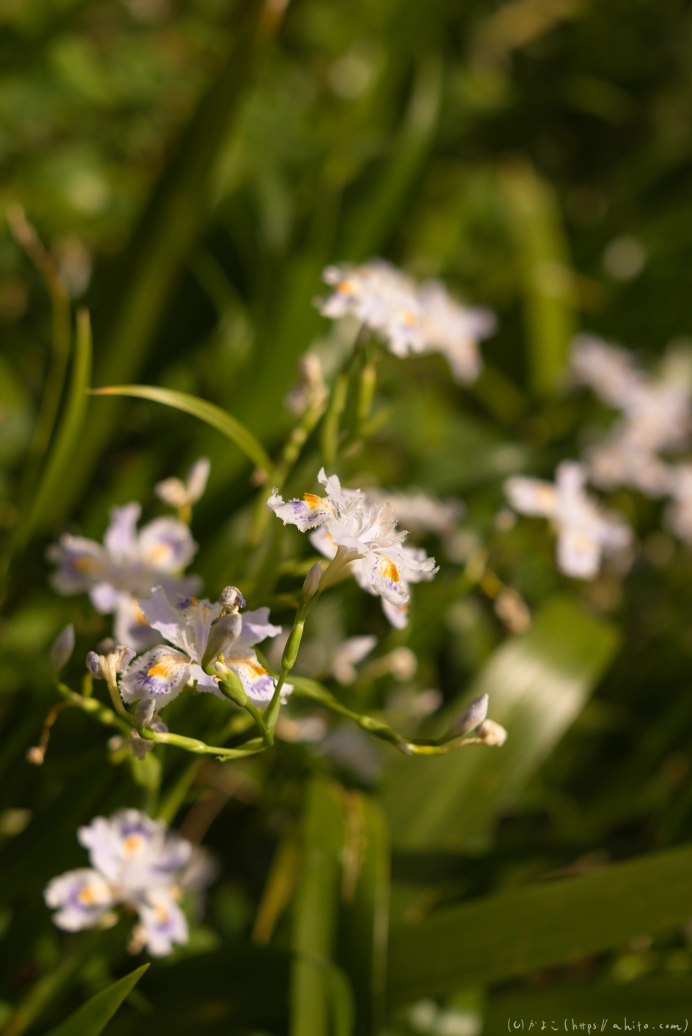 シャガの花 - 48