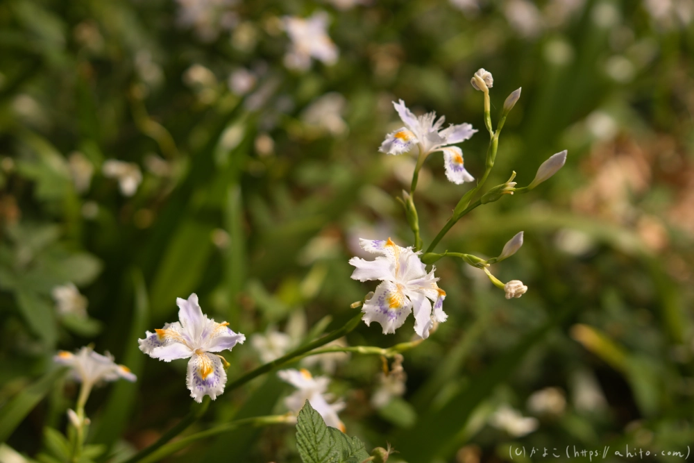 シャガの花 - 49
