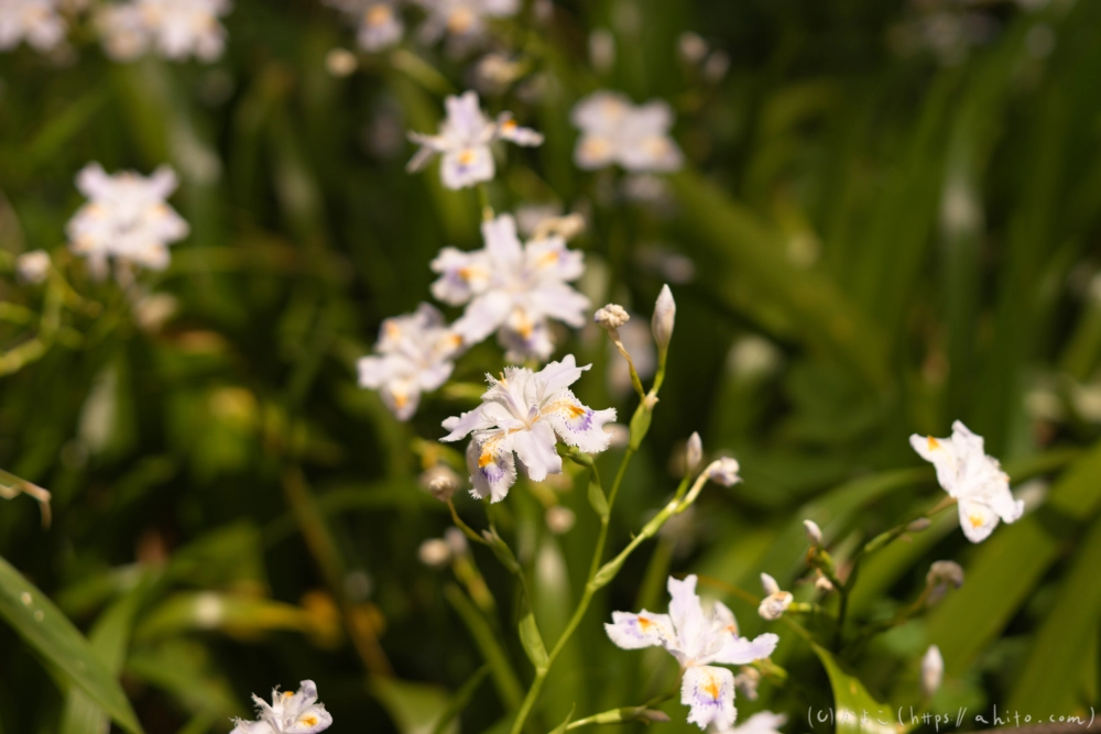 シャガの花 - 50