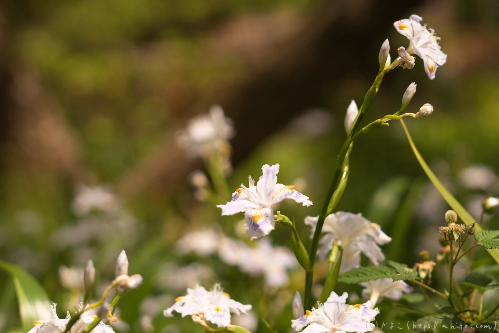 シャガの花 - 51