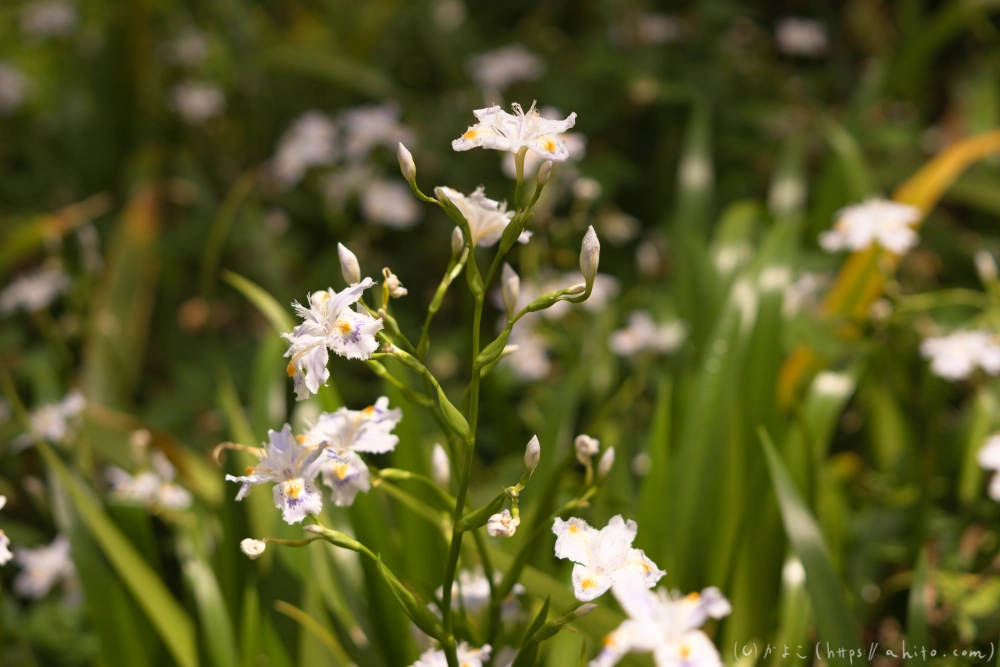 シャガの花 - 52