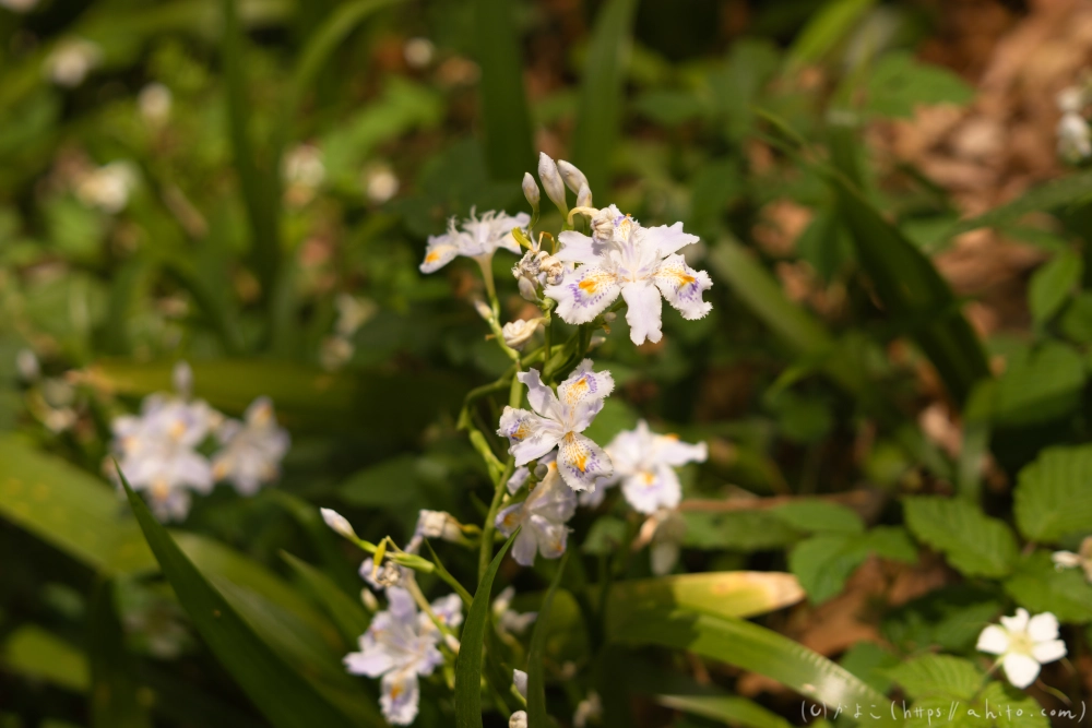 シャガの花 - 53