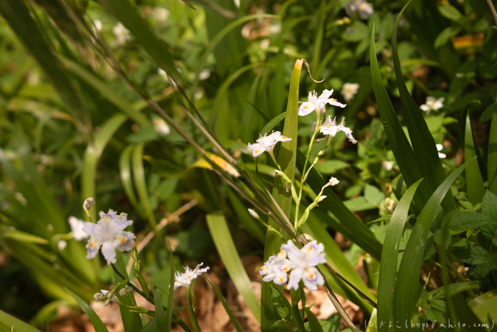 シャガの花 - 54