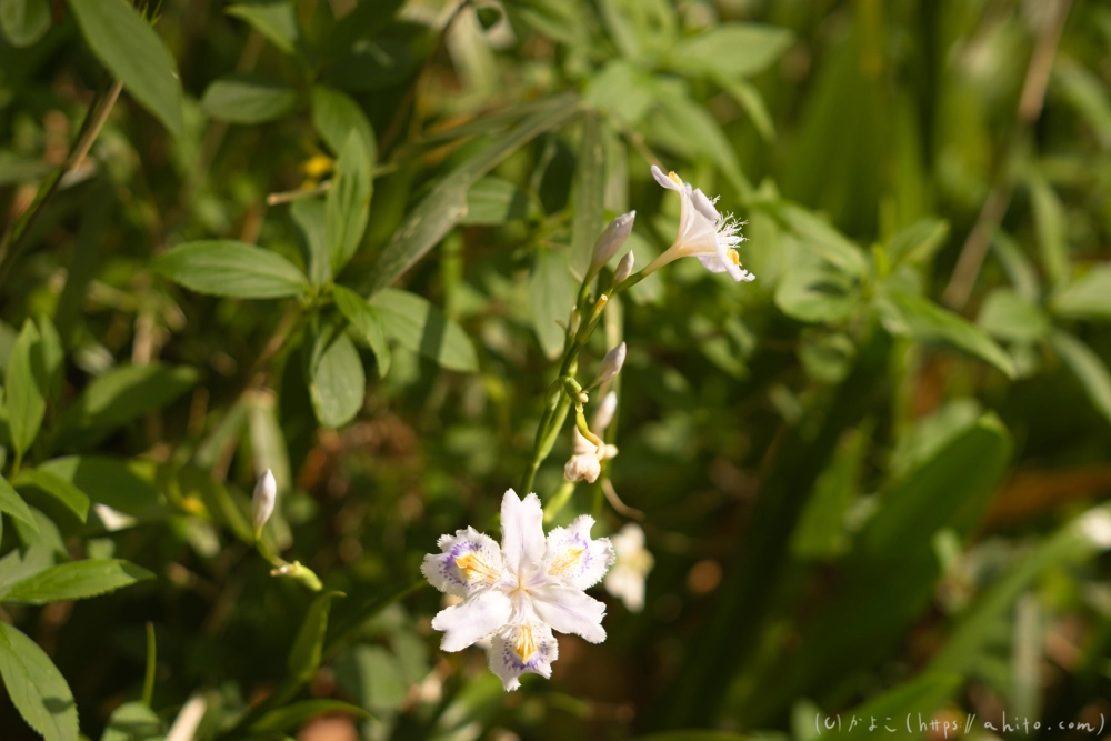 シャガの花 - 55