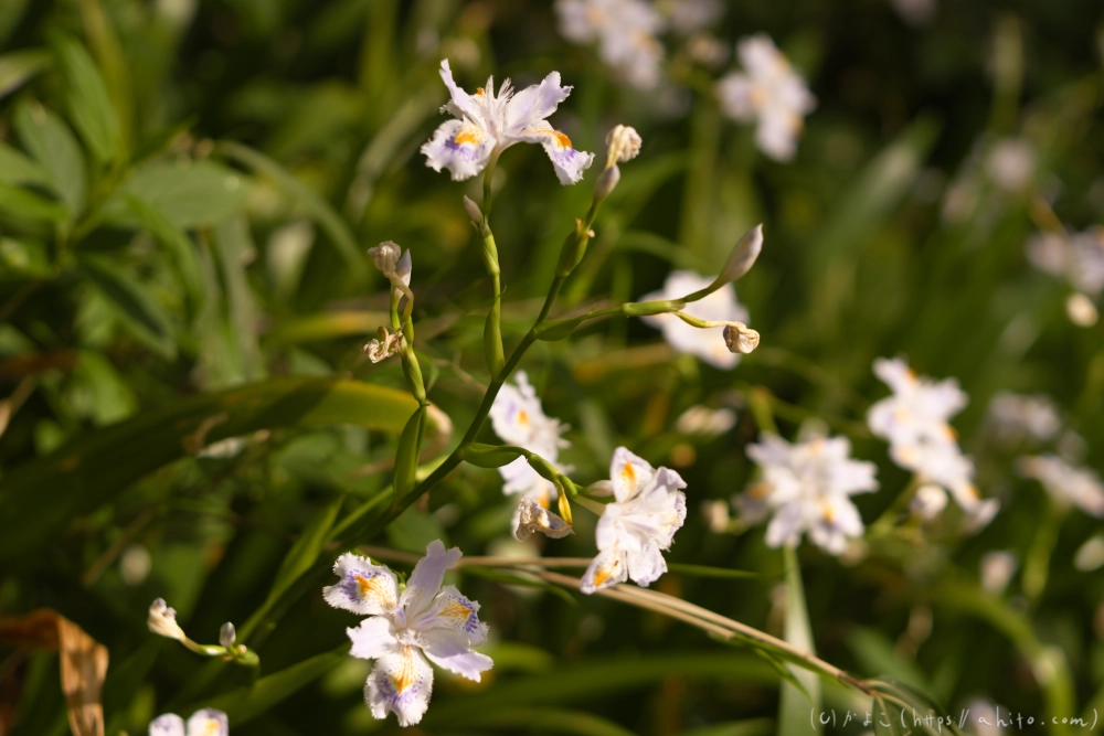 シャガの花 - 56