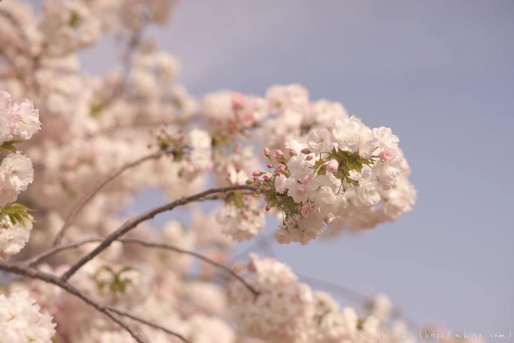 ネモフィラとハナモモ - 01