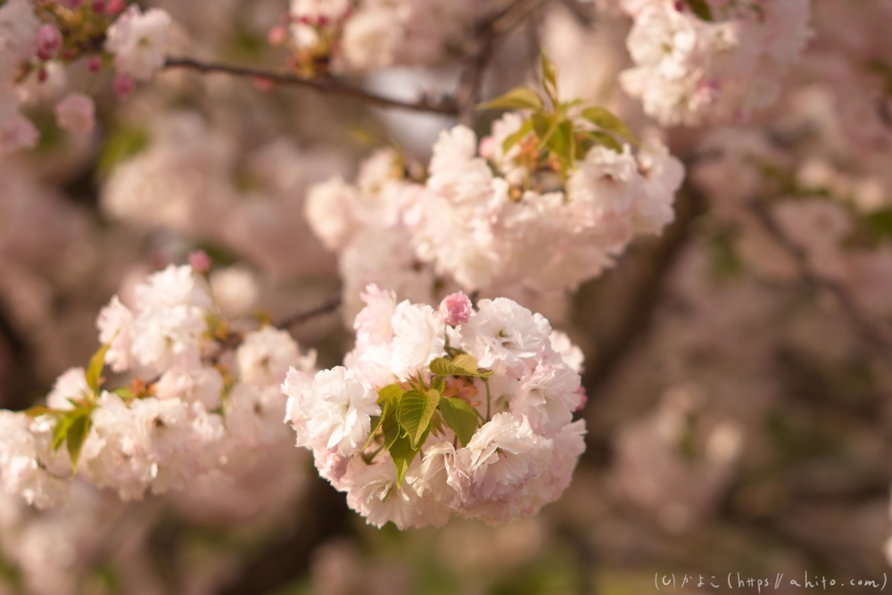 ネモフィラとハナモモ - 02