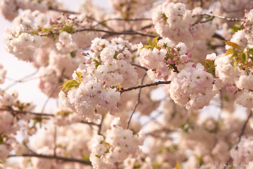 ネモフィラとハナモモ - 03