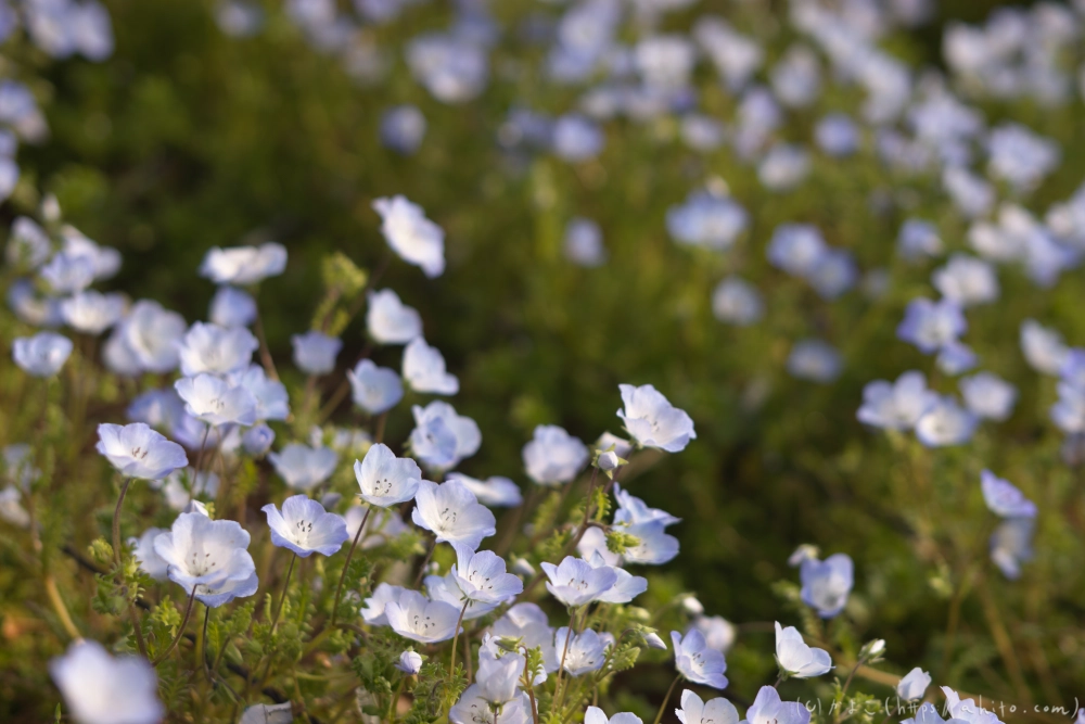 ネモフィラとハナモモ - 04