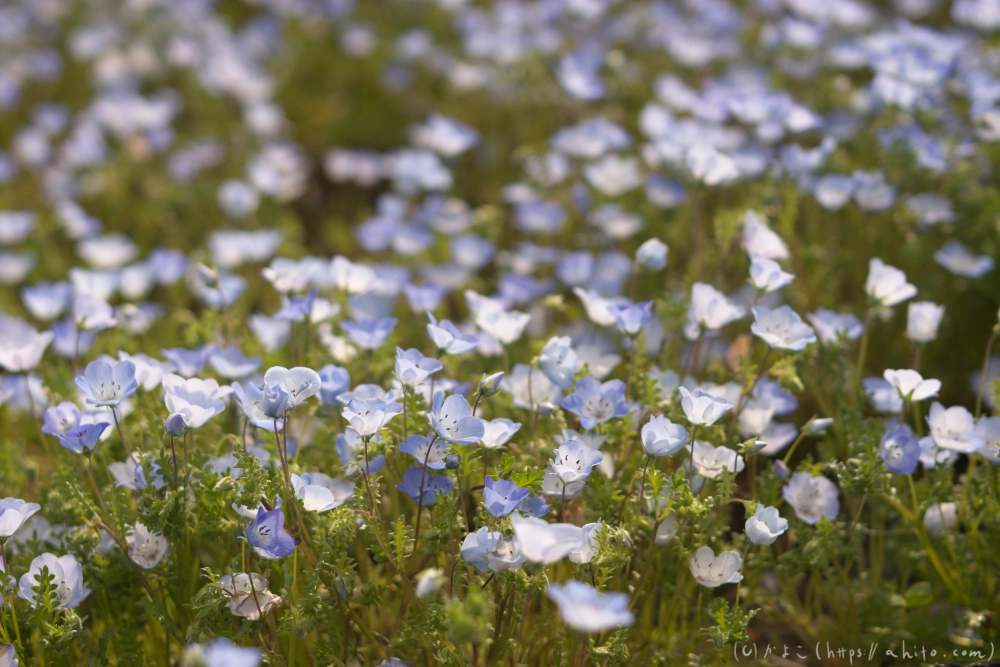 ネモフィラとハナモモ - 05