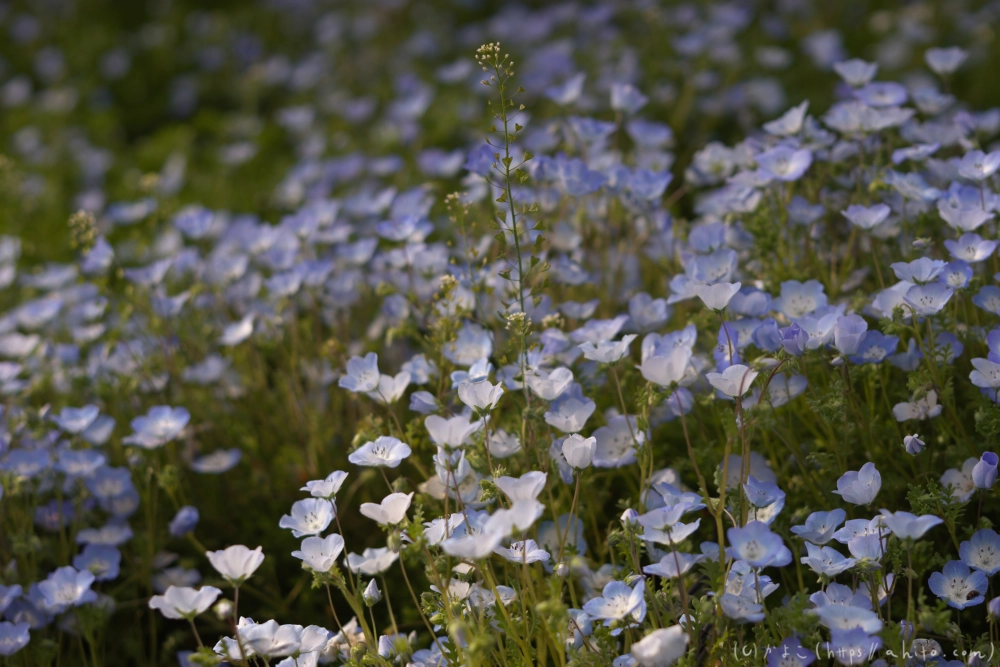 ネモフィラとハナモモ - 06
